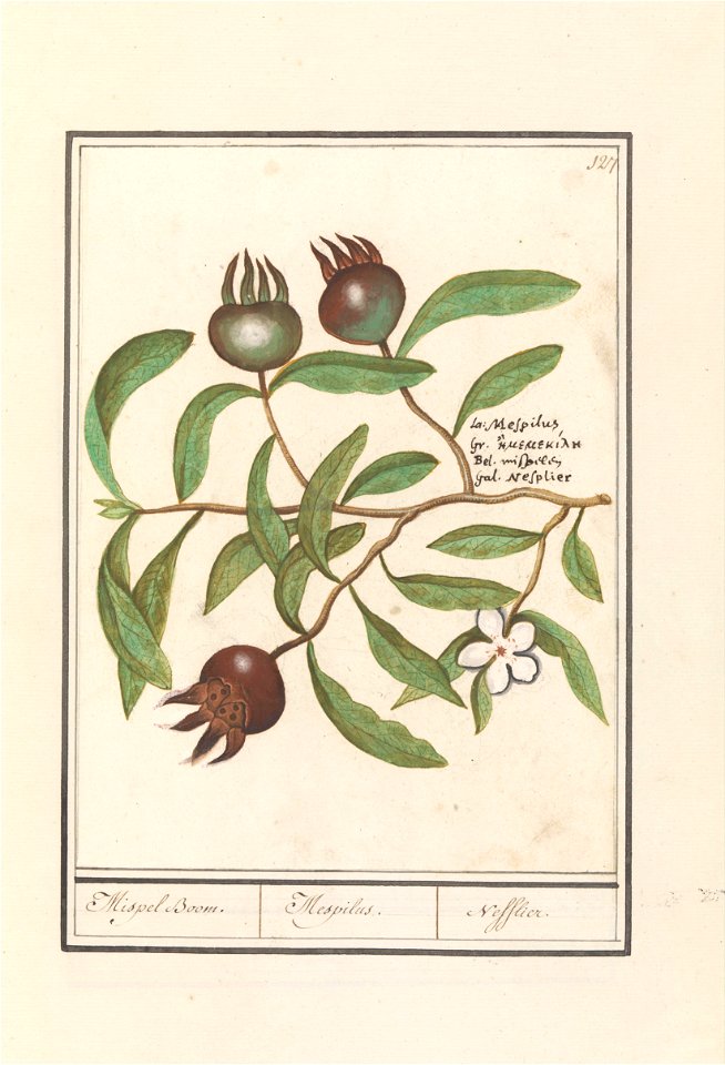 IdentificatieTitel(s): Mispel (Mespilus germanica)Mispel Boom. / Mespilus. / Nefflier (titel op object)Objecttype: tekening Objectnummer: RP-T-BR-2017-1-9-32Omschrijving: Mispel, tak met bladeren, blo