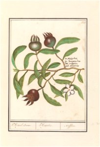 IdentificatieTitel(s): Mispel (Mespilus germanica)Mispel Boom. / Mespilus. / Nefflier (titel op object)Objecttype: tekening Objectnummer: RP-T-BR-2017-1-9-32Omschrijving: Mispel, tak met bladeren, blo
