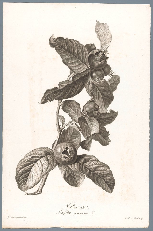 IdentificatieTitel(s): MispelNeflier cultivé / Mespilus germanica L. (titel op object)Fleurs dessinées d'après nature (...) (serietitel)Objecttype: prent ornamentprent Objectnummer: RP-P-1909-4228Opsc