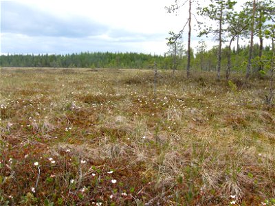 Cloudberry (Rubus chamaemorus) flowers in an open bog in Utajärvi, Finland. photo