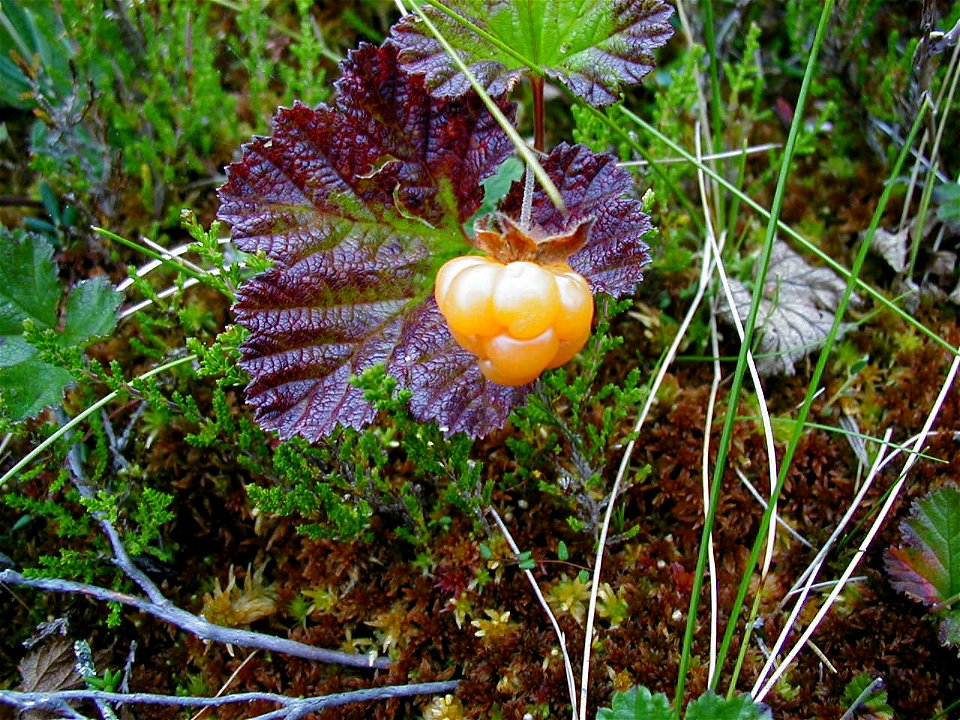 Cloudberry in Dalby