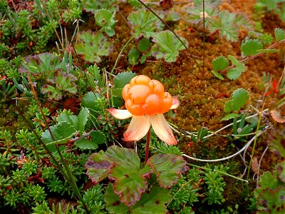 Ripe cloudberry photo