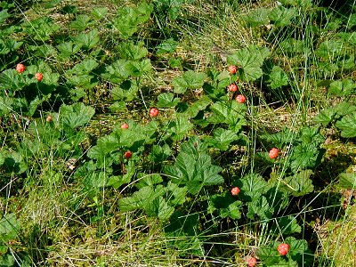Rubus chamaemorus – Cloudberry photo