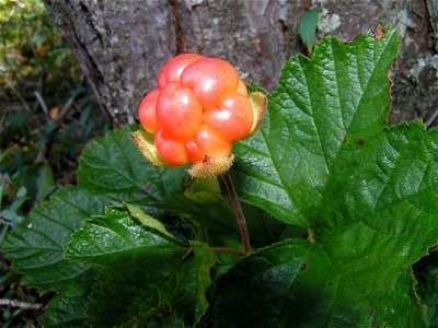 Cloudberry – Rubus chamaemorus photo