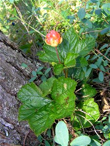 Cloudberry – Rubus chamaemorus photo