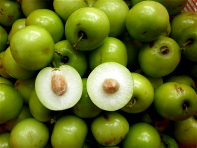 Ziziphus mauritiana