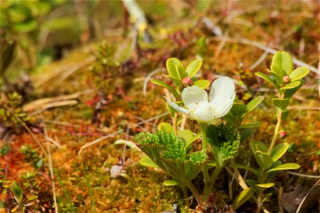 En hjortronblomma





This is a photo of a protected natural area in Sweden with ID: 2001977 .