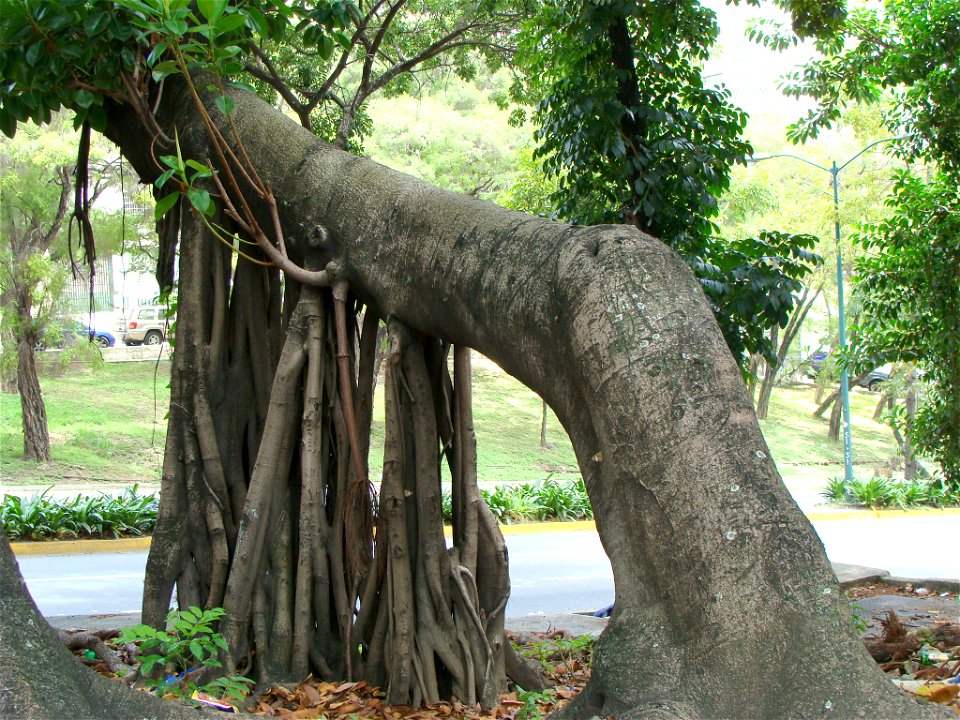 Raíces aéreas convertidas en troncos de apoyo de un baniano (Ficus benghaliensis), usadas para desplazarse desde el lugar original hacia otro con mayor insolación