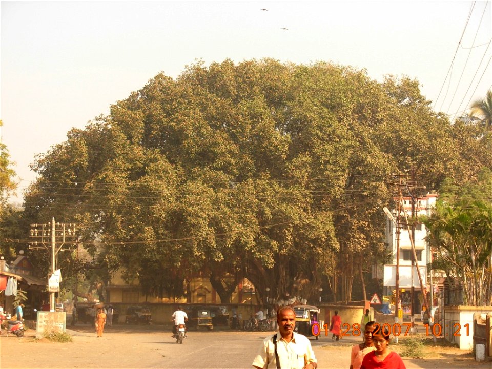 The huge Banyan tree at Parnaka, Dahanu.
See the white bldg behind. It used to be a bungalow earlier & i used to stay there..

kedar