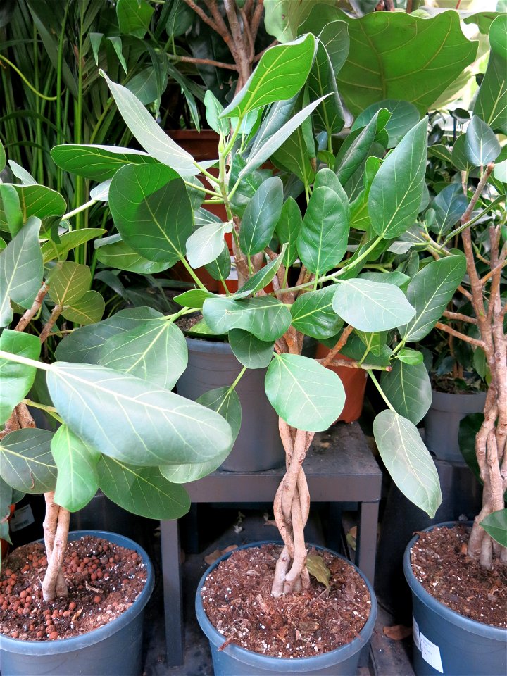Ficus benghalensis var. 'audrey'. Identified by botanic label.