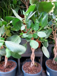 Ficus benghalensis var. 'audrey'. Identified by botanic label.