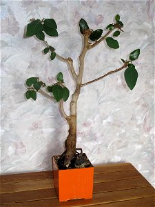 Banyan bonsai. Height : 56 cm. Aged 33 years. From seedling.