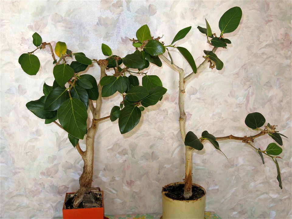 Couple of banyan bonsais. From seedlings. 41 and 40 years old.