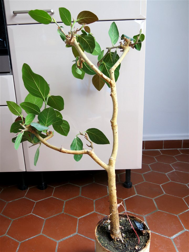Banyan bonsai. Height : 70 cm. Aged 40 years. From seedling.