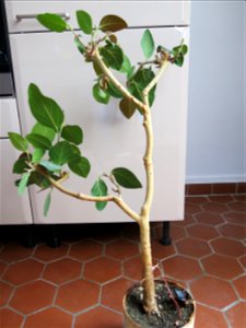 Banyan bonsai. Height : 70 cm. Aged 40 years. From seedling.