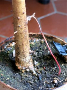 Aerial root on a banyan bonsai.