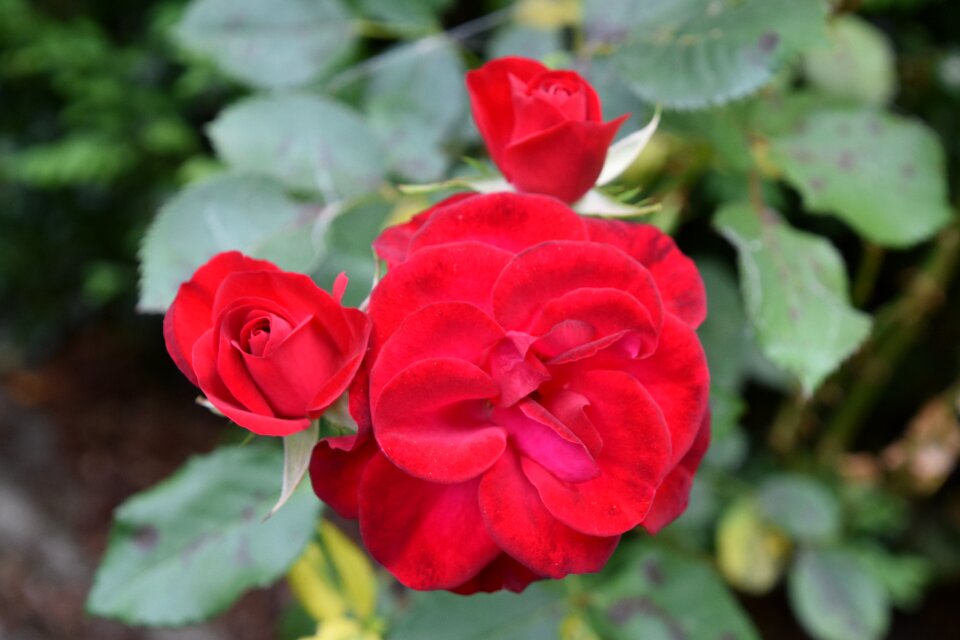 Garden flower nature
