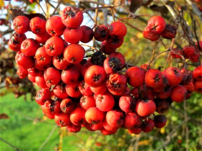 Eberesche (Sorbus aucuparia) bei Reilingen