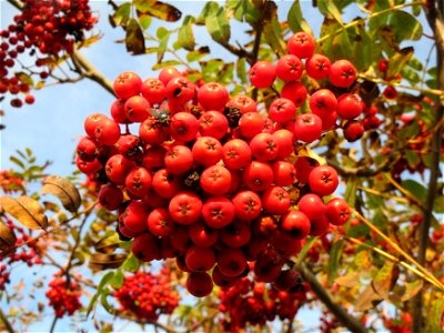 Eberesche (Sorbus aucuparia) bei Reilingen