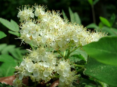 Eberesche (Sorbus aucuparia) im Landschaftsschutzgebiet Schwetzinger Schloßgarten und Umgebung