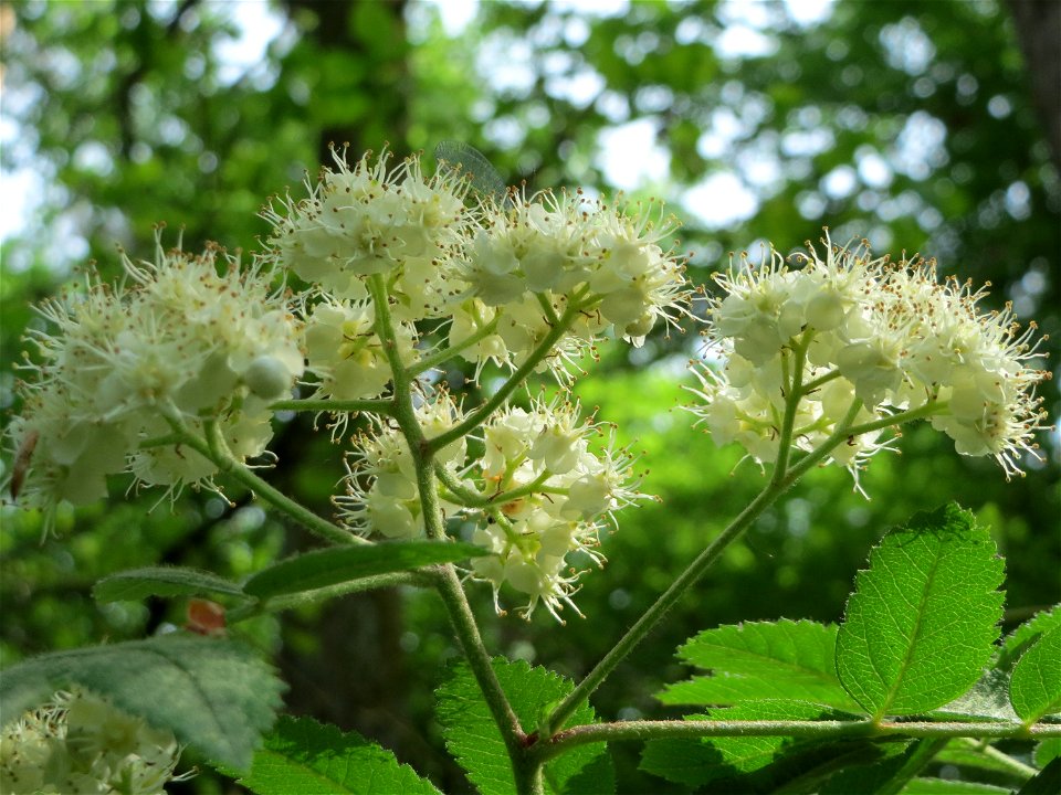 Eberesche (Sorbus aucuparia) im Landschaftsschutzgebiet Schwetzinger Schloßgarten und Umgebung