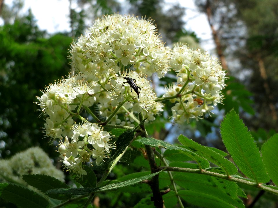 Eberesche (Sorbus aucuparia) im Schwetzinger Hardt