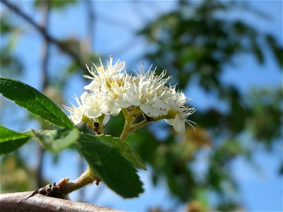 Eberesche (Sorbus aucuparia) bei Hockenheim