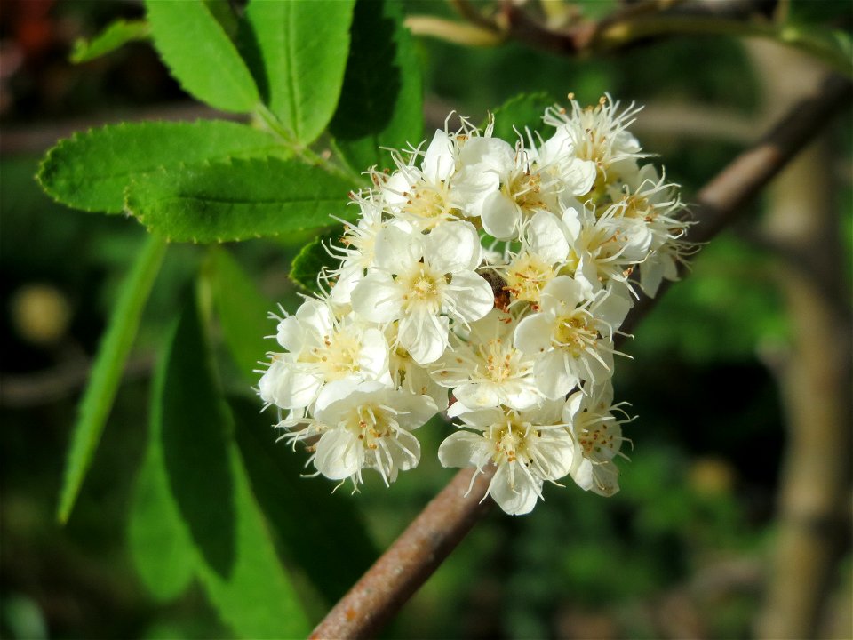 Eberesche (Sorbus aucuparia) bei Hockenheim