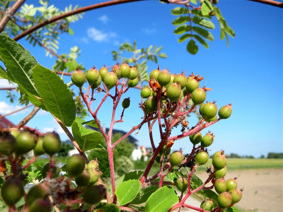 Eberesche (Sorbus aucuparia) bei Hockenheim