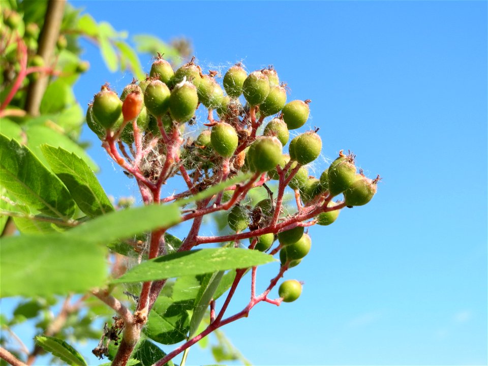Eberesche (Sorbus aucuparia) bei Hockenheim