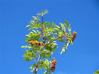 Eberesche (Sorbus aucuparia) in Hockenheim