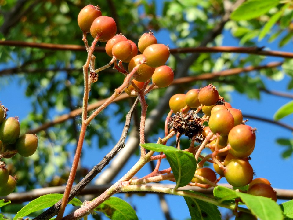Eberesche (Sorbus aucuparia) in Hockenheim