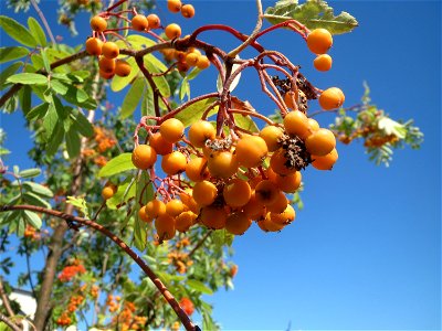 Eberesche (Sorbus aucuparia) in Hockenheim