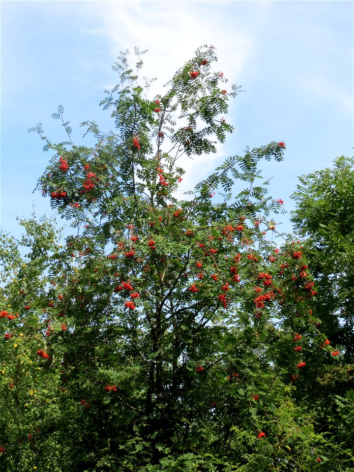 Eberesche (Sorbus aucuparia) bei Schalkenmehren