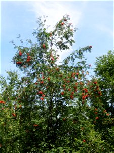 Eberesche (Sorbus aucuparia) bei Schalkenmehren