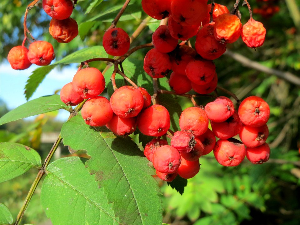 Eberesche (Sorbus aucuparia) im Schwetzinger Hardt