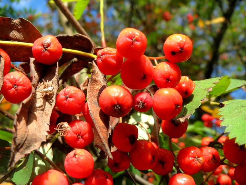 Eberesche (Sorbus aucuparia) im Schwetzinger Hardt