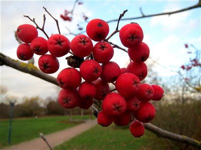 Eberesche (Sorbus aucuparia) im Landesgartenschaupark Hockenheim