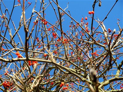Eberesche (Sorbus aucuparia) in Hockenheim