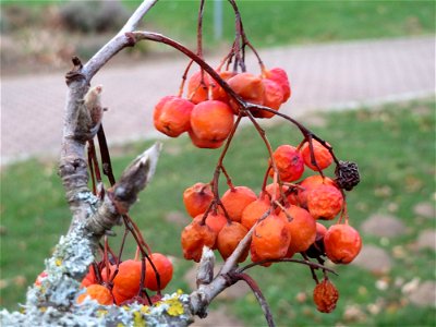 Eberesche (Sorbus aucuparia) im Landesgartenschaupark Hockenheim