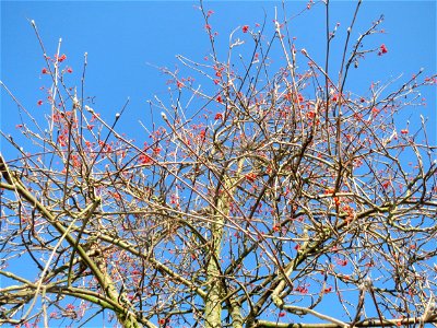 Eberesche (Sorbus aucuparia) in Hockenheim photo