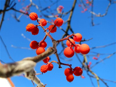 Eberesche (Sorbus aucuparia) in Hockenheim