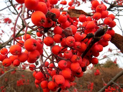 Eberesche (Sorbus aucuparia) in Hockenheim
