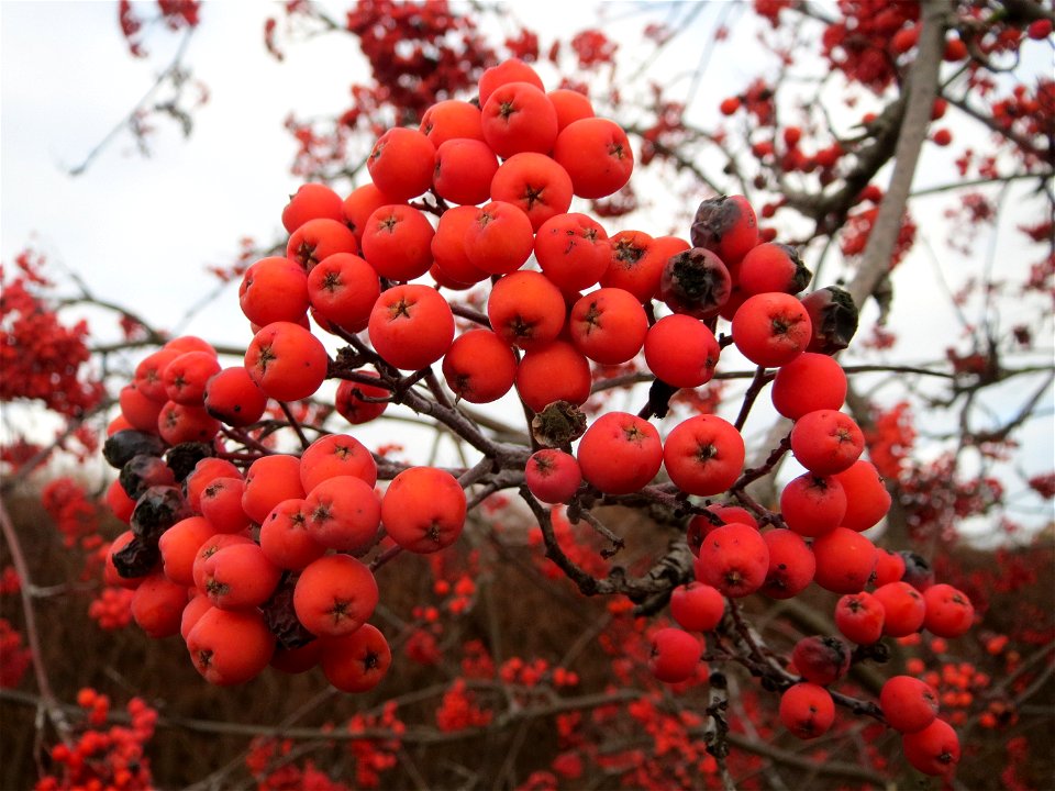 Eberesche (Sorbus aucuparia) in Hockenheim