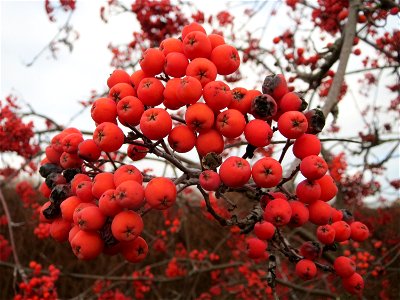 Eberesche (Sorbus aucuparia) in Hockenheim photo