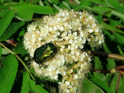 Eberesche (Sorbus aucuparia) an der Lußheimer Straße in Hockenheim