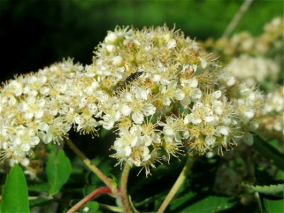 Eberesche (Sorbus aucuparia) an der Lußheimer Straße in Hockenheim