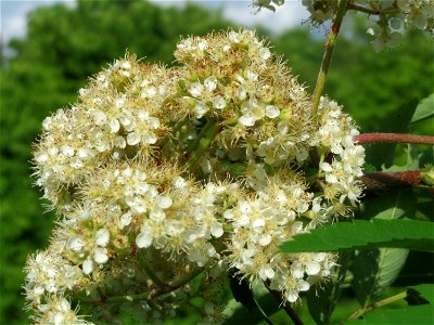 Eberesche (Sorbus aucuparia) an der Lußheimer Straße in Hockenheim