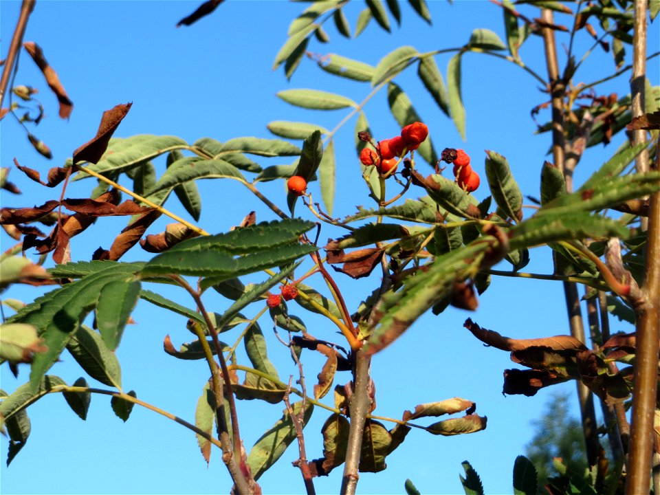Eberesche (Sorbus aucuparia) in Hockenheim