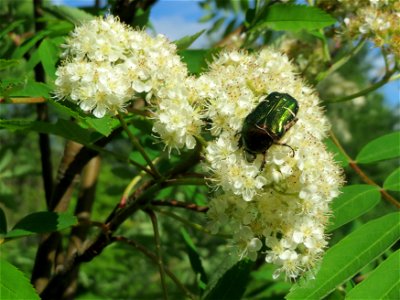 Eberesche (Sorbus aucuparia) an der Lußheimer Straße in Hockenheim
